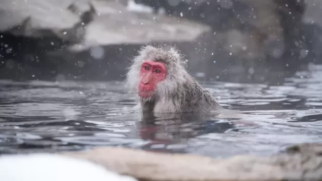 Steamy Soak Shifts Monkey Microbiome