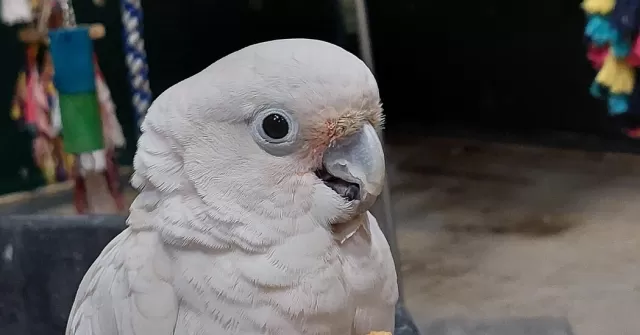 Parrots Unveil a New Locomotive Technique: Beakiation