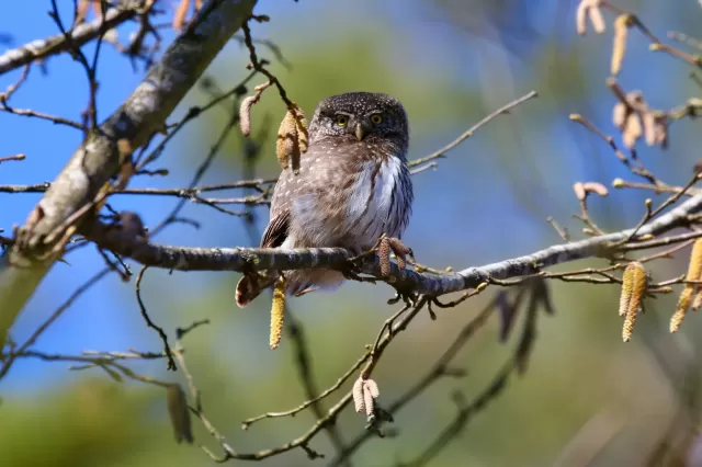 Forest Feeder Crafts 'Birdcuterie' for Winter Birds