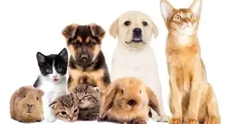 Your Zodiac Sign's Perfect Pet Companion