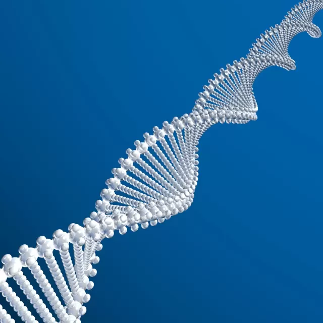 Genome's Internal War: Telomeres Evolve Under Pressure